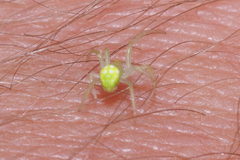 Araneus cingulatus