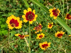 Coreopsis tinctoria