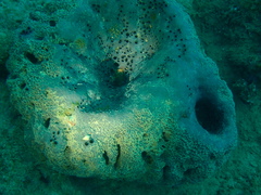 Coscinoderma mathewsi