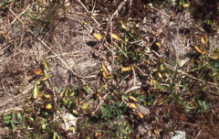 Ophioglossum polyphyllum