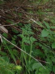 Conioselinum