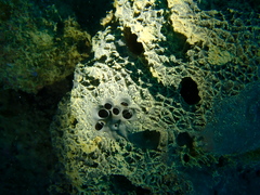 Coscinoderma mathewsi