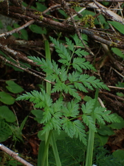 Conioselinum