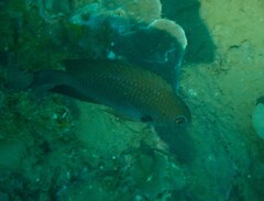 Pomacentrus microspilus