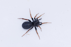 Allocosa funerea