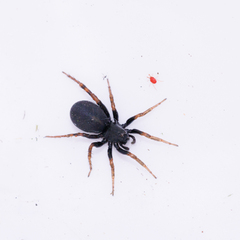 Allocosa funerea