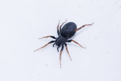 Allocosa funerea