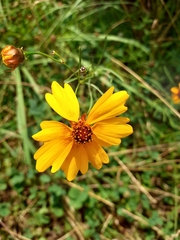 Coreopsis lanceolata