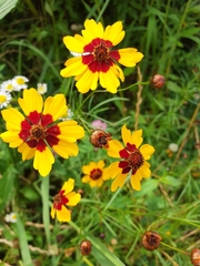 Coreopsis tinctoria