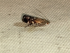 Anacampsis levipedella