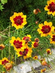 Coreopsis tinctoria