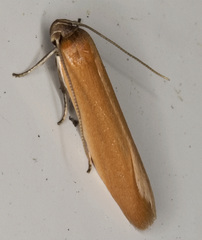 Holcocera immaculella