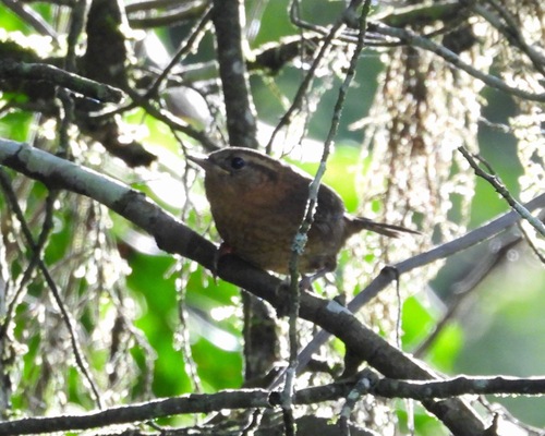 Rufous-browed Wren (Troglodytes rufociliatus), photo 5