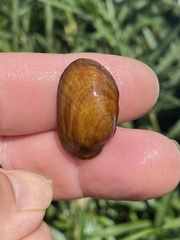 Hamiota perovalis