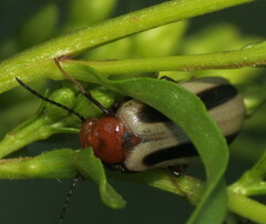 Zonitis bilineata