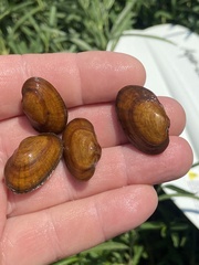 Hamiota perovalis