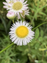 Erigeron philadelphicus philadelphicus