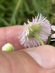 Erigeron philadelphicus philadelphicus