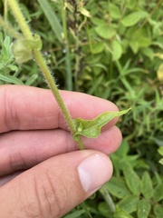 Erigeron philadelphicus philadelphicus