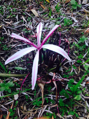 Crinum × amabile