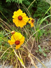 Coreopsis lanceolata
