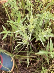 Eryngium petiolatum