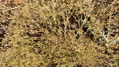 Pimpinella corymbosa