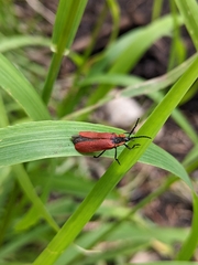 Lycus sanguinipennis