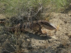 Varanus griseus caspius