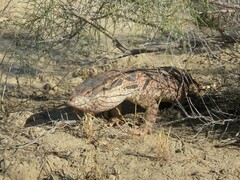 Varanus griseus caspius