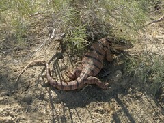 Varanus griseus caspius