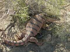 Varanus griseus caspius