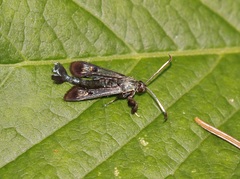 Albuna fraxini