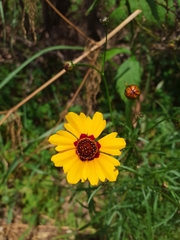 Coreopsis tinctoria