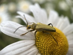 Lepturobosca