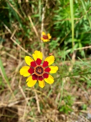 Coreopsis tinctoria