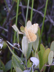 Macaria brunneata