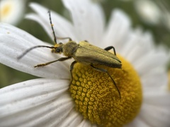 Lepturobosca