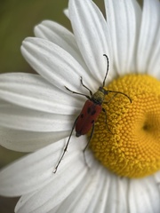 Anastrangalia laetifica