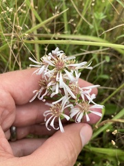Symphyotrichum hallii