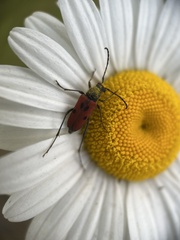 Anastrangalia laetifica