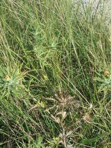 Carthamus lanatus iNat (2)