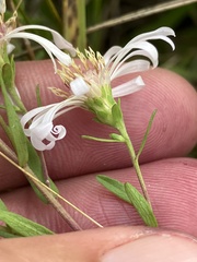 Symphyotrichum hallii