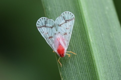 Saccharodite coccinea