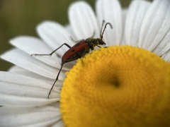 Anastrangalia laetifica