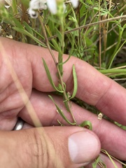 Symphyotrichum hallii