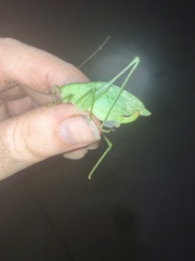 Amblycorypha rotundifolia