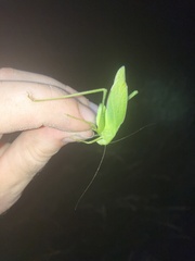 Amblycorypha rotundifolia