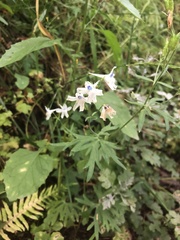 Delphinium leucophaeum