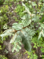 Elaeagnus commutata